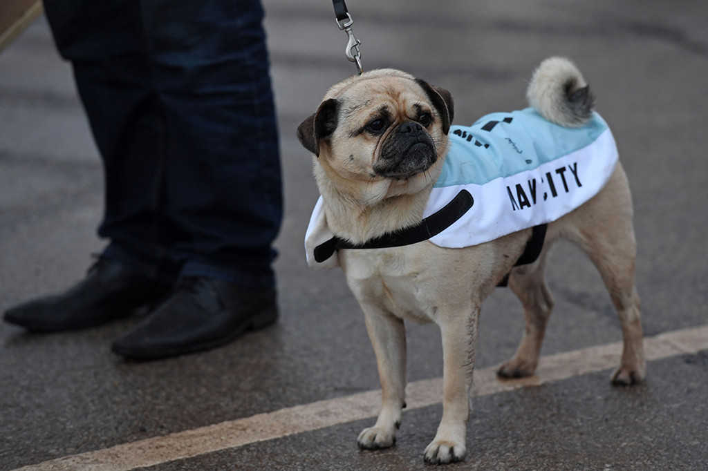 Seekor anjing menggunakan kostum Manchester City. AFP/PAUL ELLIS