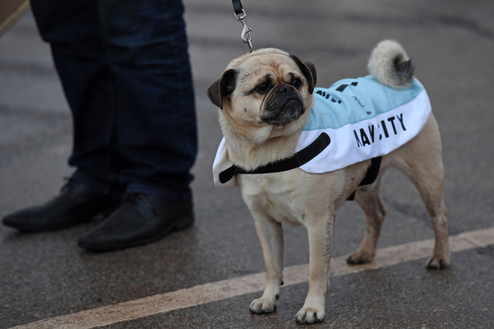 Seekor anjing menggunakan kostum Manchester City. AFP/PAUL ELLIS
