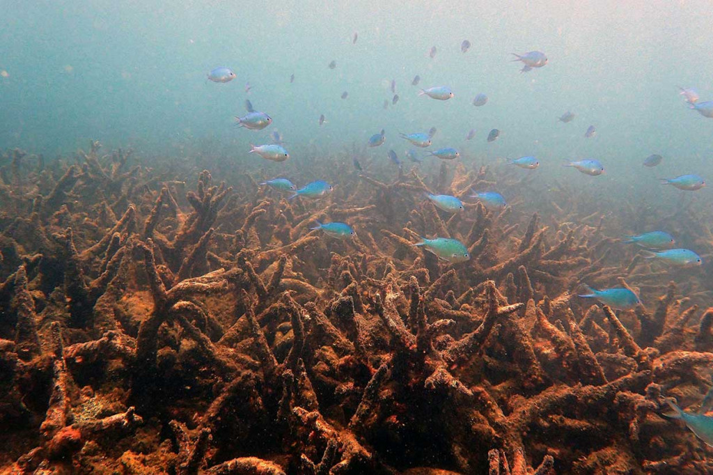 Hughes dan tim ekolognya meneliti dengan cermat 2.300 kilometer Great Barrier Reef setelah gelombang panas 2016. Survei udara ekstensif mengungkapkan pemutihan karang yang luas antara Maret dan April 2016. Fenomena ini terjadi ketika panas yang berlebihan membunuh atau mengusir ganggang yang disebut Zooxanthellae, yang memiliki hubungan simbiosis dengan karang pembangun terumbu. AFP/ARC Centre of Excellence for Coral Reef Studies