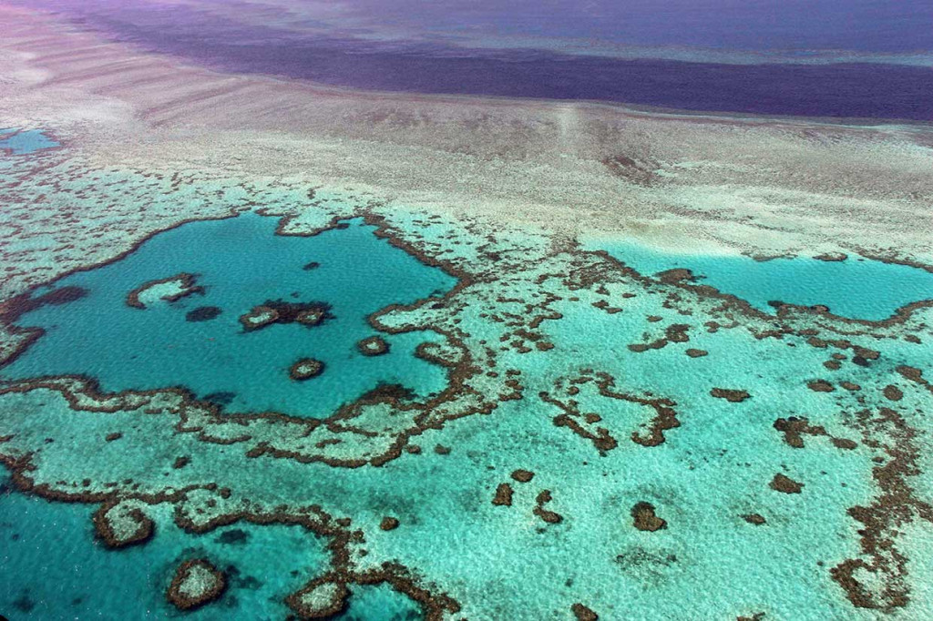 Hasil amatan menunjukkan, banyak karang, terutama karang di bagian utara terumbu karang, cepat mati karena tekanan panas. Yang lainnya terbunuh lebih lambat, setelah mitra alga mereka diusir. Komposisi kumpulan karang di ratusan terumbu individu berubah secara radikal hanya dalam beberapa bulan gelombang panas. AFP/Sarah Lai