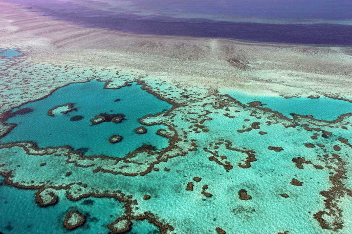 Hasil amatan menunjukkan, banyak karang, terutama karang di bagian utara terumbu karang, cepat mati karena tekanan panas. Yang lainnya terbunuh lebih lambat, setelah mitra alga mereka diusir. Komposisi kumpulan karang di ratusan terumbu individu berubah secara radikal hanya dalam beberapa bulan gelombang panas. AFP/Sarah Lai