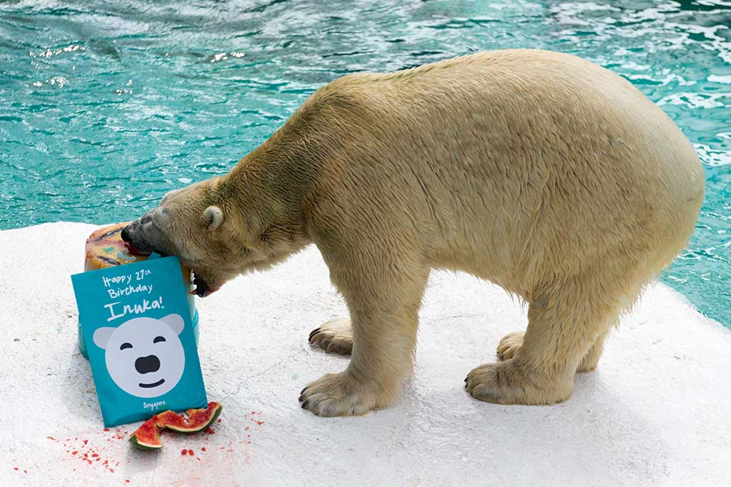 Inuka mencapai usia 27 tahun pada 26 Desember 2017 lalu, dua tahun lebih tua dari usia rata-rata hewan di penangkaran. Dan jika dihitung umur manusia, Inuka telah memasuki usia 70 tahun.