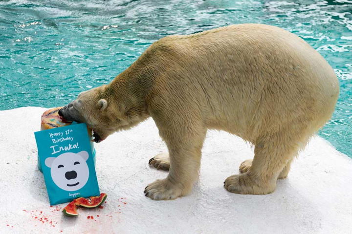 Inuka mencapai usia 27 tahun pada 26 Desember 2017 lalu, dua tahun lebih tua dari usia rata-rata hewan di penangkaran. Dan jika dihitung umur manusia, Inuka telah memasuki usia 70 tahun.