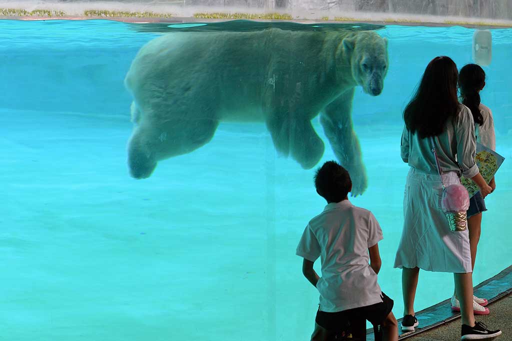 Lahir di kebun binatang Singapura, Inuka sangat populer dengan pengunjung karena kejenakaannya bermain di kandangnya. Inuka lahir dari pasangan beruang kutub Nanook yang ditangkap di alam liar dan berasal dari Kanada dan induknya, Sheeba, berasal dari kebun binatang Jerman. 