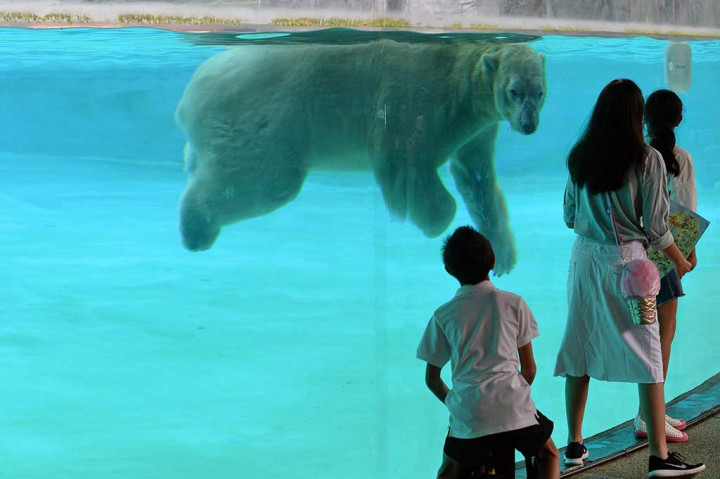 Lahir di kebun binatang Singapura, Inuka sangat populer dengan pengunjung karena kejenakaannya bermain di kandangnya. Inuka lahir dari pasangan beruang kutub Nanook yang ditangkap di alam liar dan berasal dari Kanada dan induknya, Sheeba, berasal dari kebun binatang Jerman. 