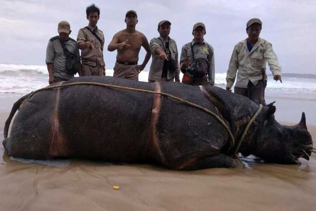 Sejumlah petugas Balai Taman Nasional Ujung Kulon memeriksa bangkai badak cula satu (Rhinoceros sondaicus) di Pantai Karang Ranjang kasawasan Taman Nasional Ujung Kulon, Banten, Kamis, 26 April 2018.
