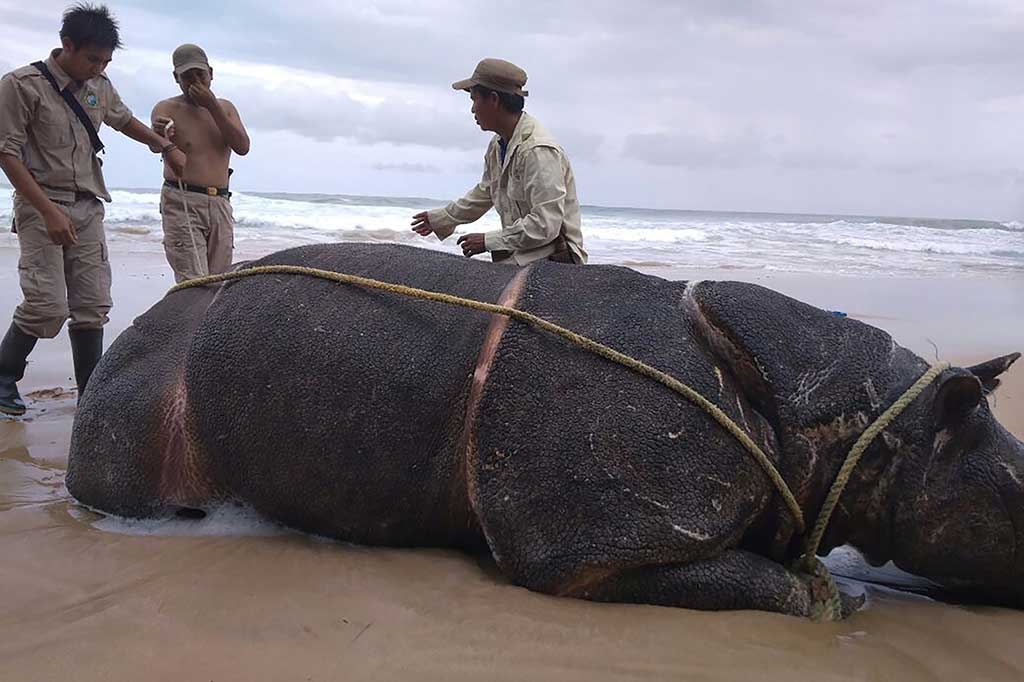 Badak jantan tersebut diperkirakan mati kurang dari tiga hari sebelum ditemukan (sekitar 22 April 2018 malam). Dari hasil nekropsi terhadap bangkai badak Jawa tersebut tidak ada tanda-tanda perburuan dan luka, serta tidak ditemukan infeksi patogen akut.