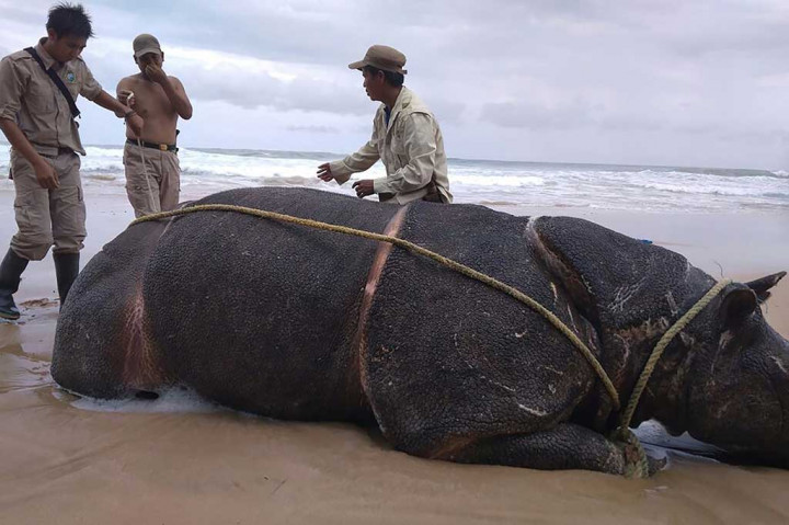 Badak jantan tersebut diperkirakan mati kurang dari tiga hari sebelum ditemukan (sekitar 22 April 2018 malam). Dari hasil nekropsi terhadap bangkai badak Jawa tersebut tidak ada tanda-tanda perburuan dan luka, serta tidak ditemukan infeksi patogen akut.