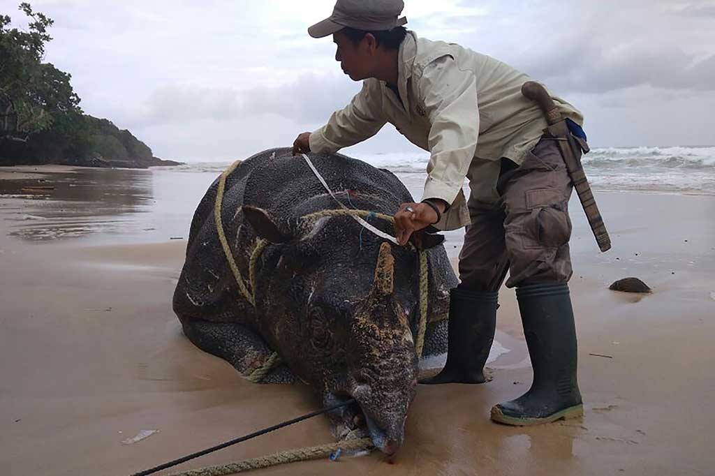 Badak jawa (Rhinoceros sondaicus desmarest, 1822) merupakan spesies langka di antara lima spesies badak yang ada di dunia, sehingga dikategorikan sebagai 'critically endangered' dalam daftar 'Red List Data Book' yang dikeluarkan International Union for Conservation of Nature and Natural Resources (IUCN). Dari data rekam video saat ini populasi badak jawa tinggal 68 ekor terdiri dari 31 betina dan 37 jantan.