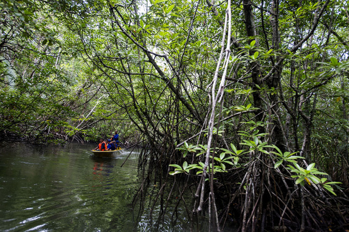 Hutan bakau di sepanjang 6,8 kilometer aliran Sungai Sebong itu merupakan kawasan ekowisata yang banyak dikunjungi wisatawan, terutama wisatawan mancanegara.