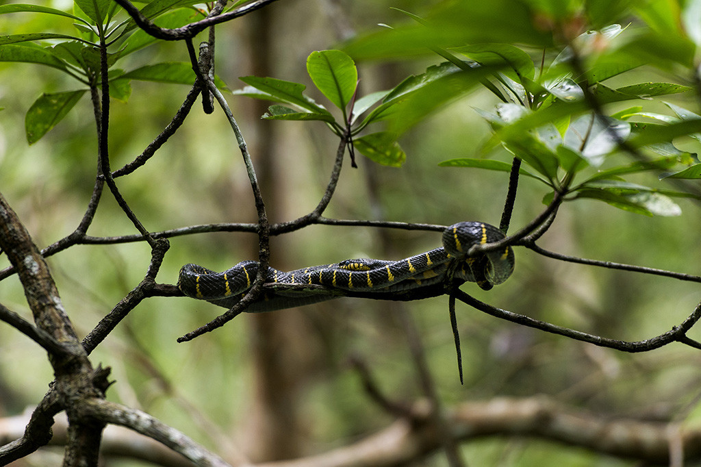 Di dalam hutan bakau hidup berbagai satwa hidup seperti ular bakau menggelantung di atas dahan pohon. Namun, ular bakau tidak perlu ditakuti, karena tidak agresif saat siang hari. 