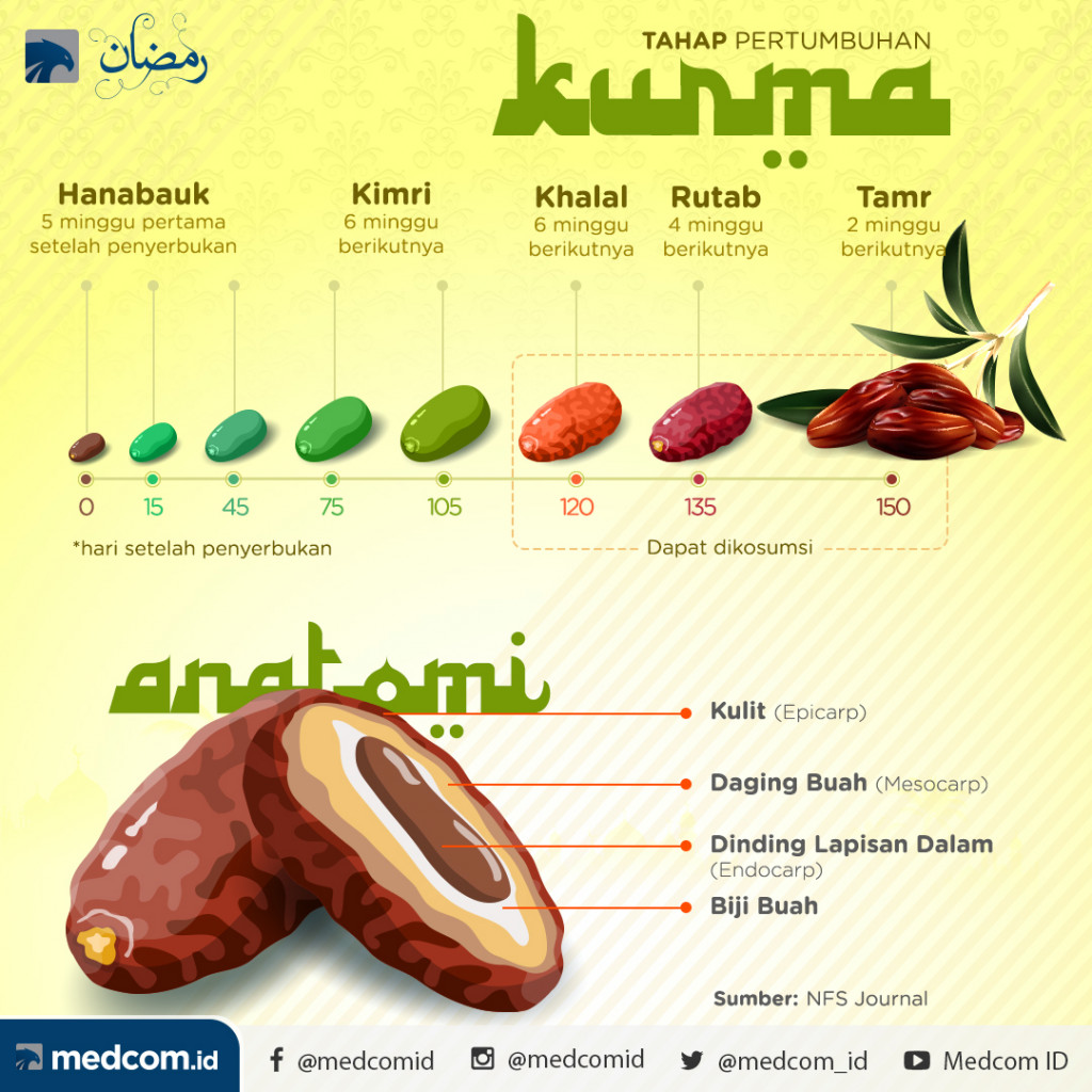 Kenali Masa Tumbuh Kurma dari Hari ke Hari