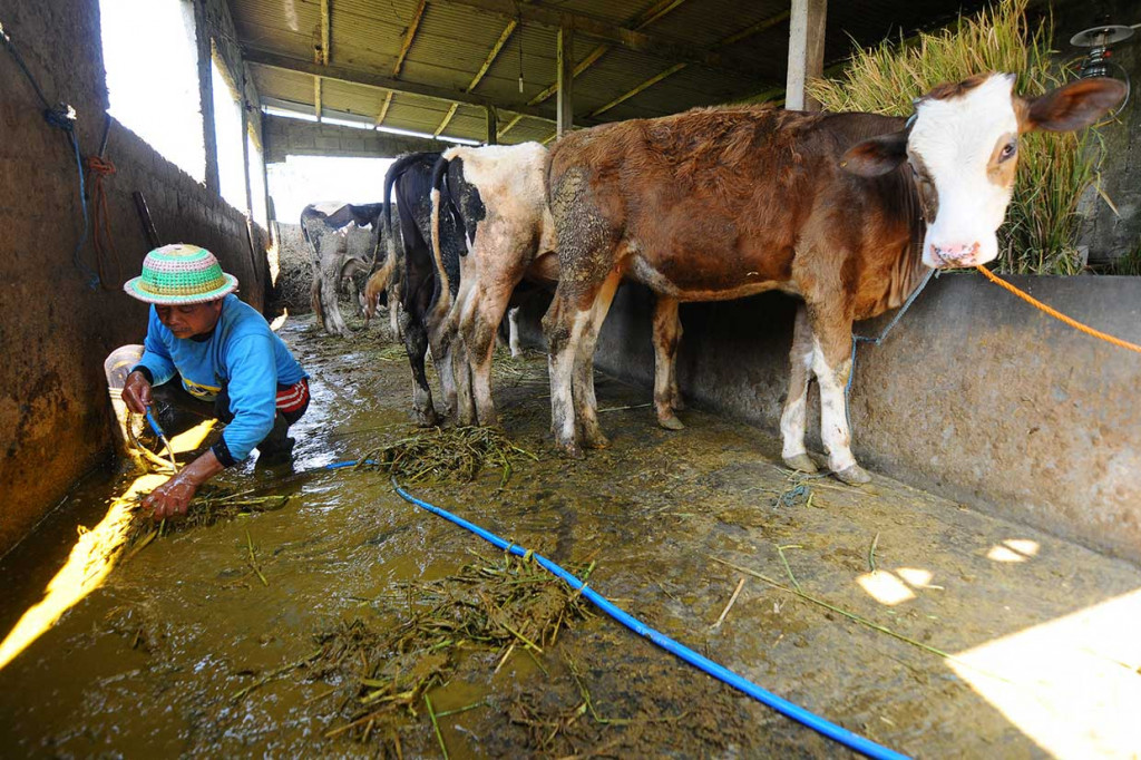 Warga yang sebagian besar adalah peternak sapi yaitu sebanyak 120 peternak, tidaklah kesulitan dalam mencari bahan dasar dalam pembuatan biogas. Setiap pagi para penernak mengumpulkan kotoran sapi lalu dihaluskan dengan air. 