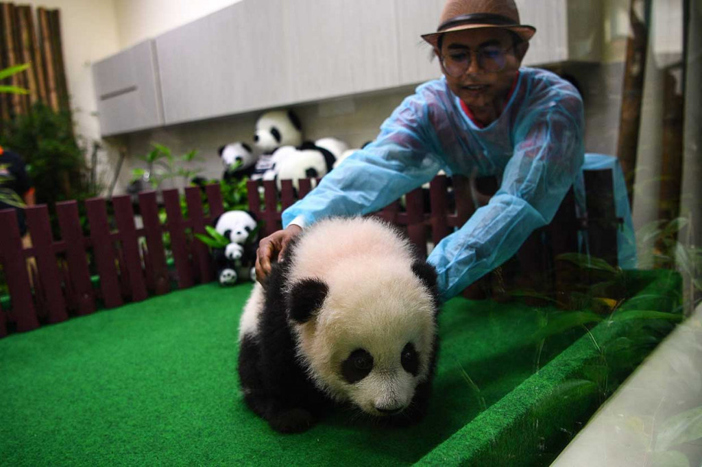 Petugas memperlihatkan ke publik untuk pertama kalinya bayi panda yang lahir lima bulan lalu di Kebun Binatang Nasional, Kuala Lumpur, Sabtu, 26 Mei 2018.