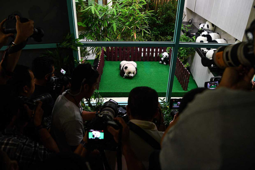 Awak media menyaksikan dan mengabadikan bayi panda yang berada di kandang ber-AC di Kebun Binatang Nasional melalui perisai kaca.