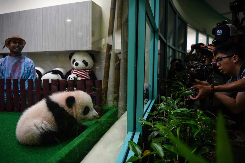 Pejabat kebun binatang mengatakan pasangan panda raksasa tersebut memecahkan rekor dunia untuk melahirkan bayi kedua dalam empat tahun melalui reproduksi alami. Anak pertama lahir pada Agustus 2015, dan telah dikirim kembali ke Tiongkok November 2017 lalu.