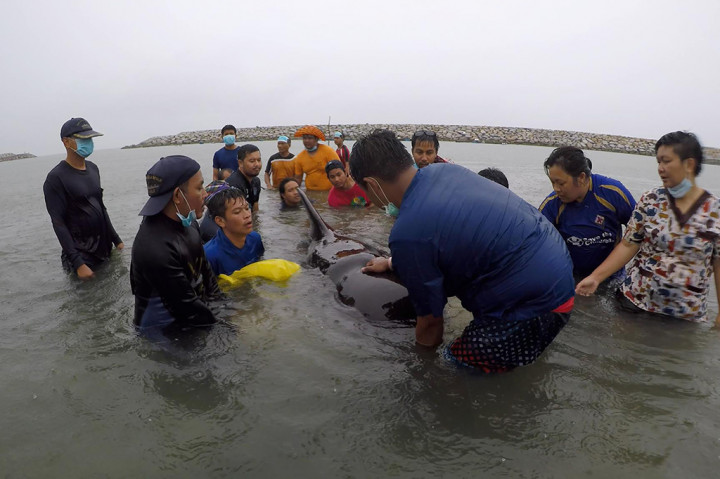Relawan ThaiWhales dan dokter hewan dari Departemen Kelautan dan Sumber Daya Pesisir Thailand berupaya menyelamatkan seekor paus pilot jantan.