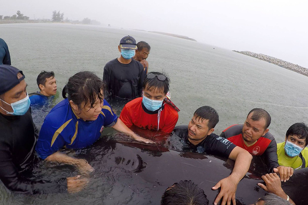 Sebelum mati, paus itu ditemukan sudah dalam kondisi sakit dan tidak bisa berenang di Kanal Na Thap, pada Senin (28/5) lalu.
