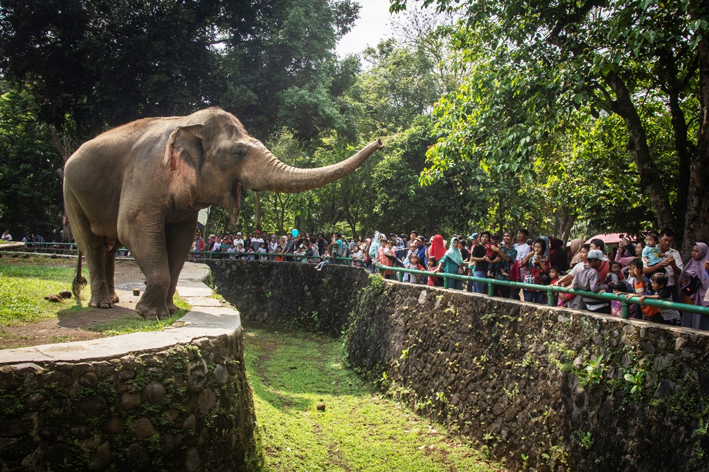 Gajah sumatera di Taman Margaswatwa Ragunan. Jumlah pengunjung pada libur lebaran kali ini ditargetkan mencapai 800 ribu orang.