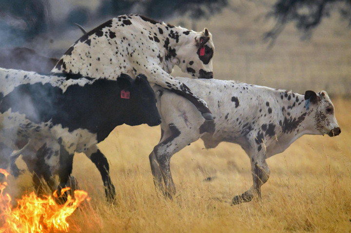 Sejumlah ekor sapi berlari di padang rumput yang terbakar di Guinda, California.