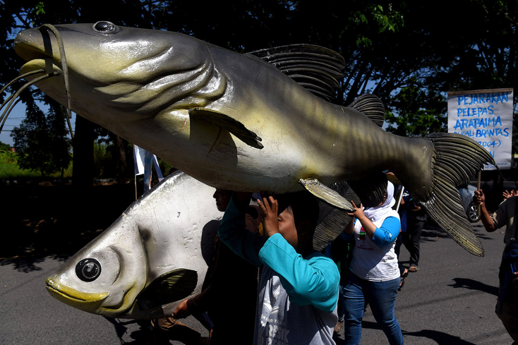 Mereka menyebut selama hidup di aliran Sungai Brantas, ikan yang memiliki sifat predator itu rakus sehingga memakan ikan penghuni asli Sungai Brantas.
