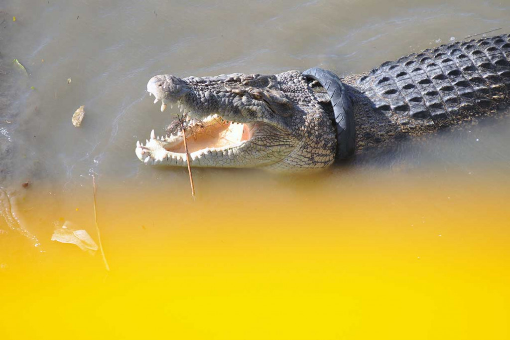 Seekor buaya yang terjerat ban bekas sepeda motor muncul di permukaan air di Muara Sungai di Palu, Sulawesi Tengah, Sabtu, 14 Juli 2018. 