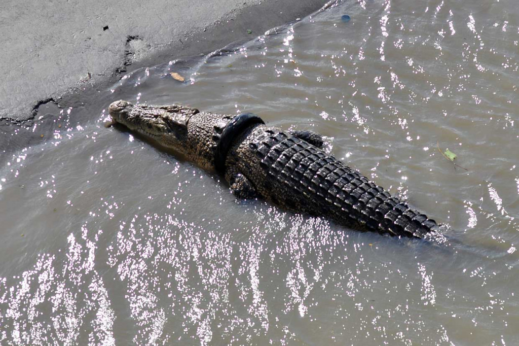 Buaya tersebut terjerat ban bekas sepeda motor sejak 2016 lalu. Berbagai upaya telah dilakukan untuk melepaskan ban tersebut, namun hingga kini belum membuahkan hasil. 