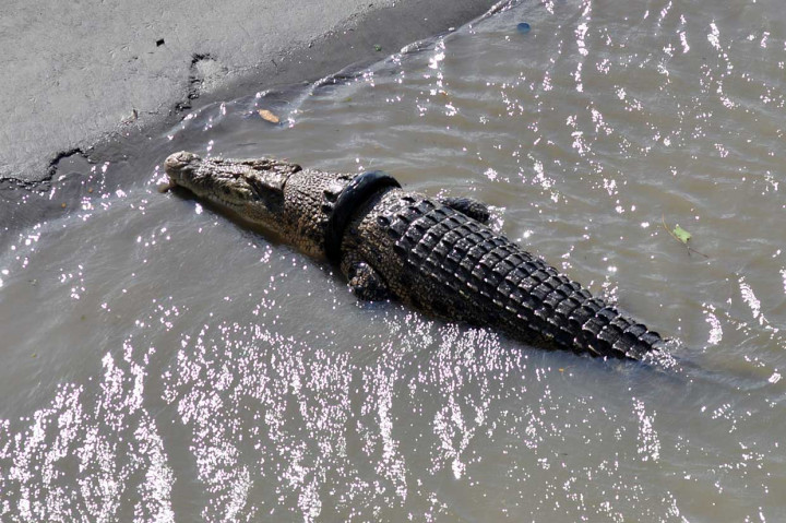 Buaya tersebut terjerat ban bekas sepeda motor sejak 2016 lalu. Berbagai upaya telah dilakukan untuk melepaskan ban tersebut, namun hingga kini belum membuahkan hasil. 