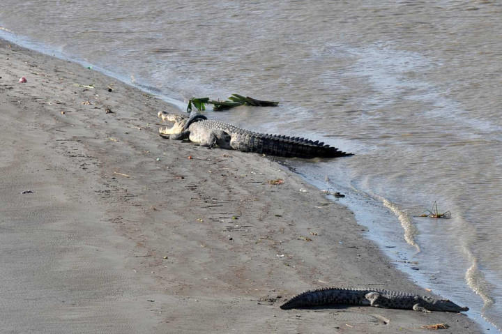 Kini kondisi satwa dilindungi dengan ukuran panjang tubuh diperkirakan lebih dari empat meter itu semakin membesar dan ban yang menjerat lehernya juga diperkirakan semakin erat.