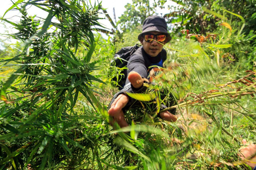 Polisi Satuan Narkoba Polres Lhokseumawe mencabut batang ganja saat operasi pemusnahan di Dusun Cot Rawa Thoe, Desa Jurong, Kecamatan Sawang, Aceh Utara, Provinsi Aceh, Kamis, 19 Juli 2018.