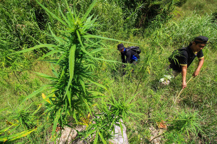 Polisi dibantu TNI memusnahkan dengan cara membakar 4 hektare ladang ganja siap panen dan meringkus dua orang tersangka pemilik ladang dalam operasi itu. sejumlah batang tanaman ganja disita sebagai barang bukti untuk bahan pemeriksaan selanjutnya.