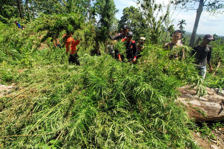 Penemuan ladang ganja seluas sekitar 4 hektare itu merupakan hasil pengembangan kasus penyitaan setengah ton ganja dari sebuah rumah di Dusun Cot Rawatu, Desa Jurong, Kecamatan Sawang pada 3 Juli lalu.