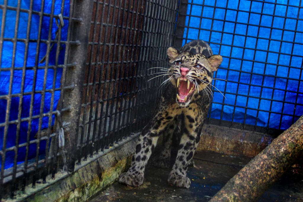 Seekor macan dahan (Neofelis diardi) berada di dalam kandang transit satwa BBKSDA Riau di Pekanbaru, Riau, Selasa, 24 Juli. Antara Foto/Rony Muharrman