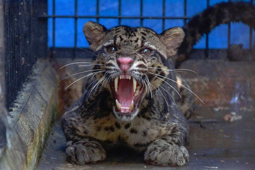 Macan dahan tersebut berhasil diselamatkan tim rescue BBKSDA Riau saat terjebak di kolong rumah warga. Satwa langka tersebut selanjutnya dirawat sebelum kembali dilepasliarkan ke habitatnya. AFP Photo/Wahyudi