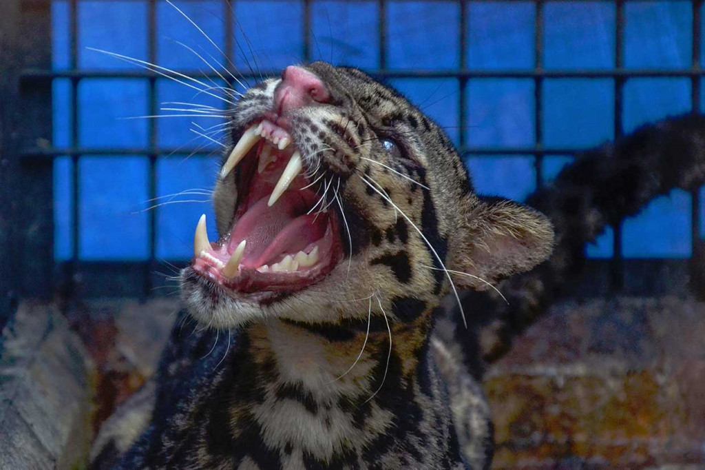 Macan dahan merupakan salah satu satwa langka yang dilindungi Undang-Undang Nomor 5 Tahun 1990 tentang Konservasi Sumber Daya Alam Hayati dan Ekosistemnya. AFP Photo/Wahyudi