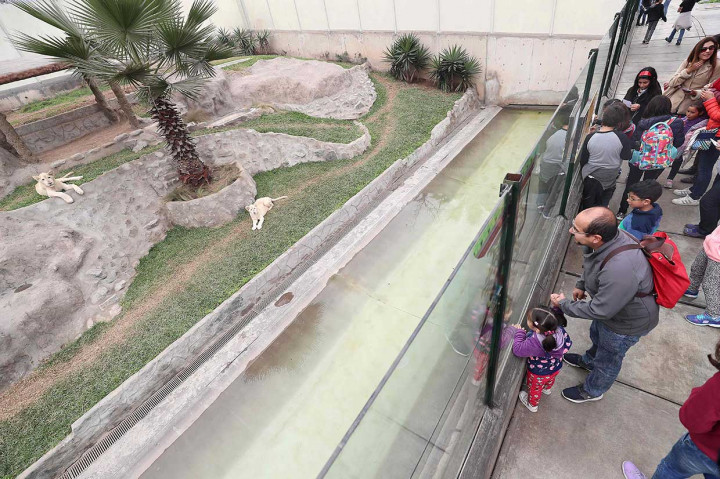 Pengunjung menyaksikan tingkah lucu dua anak singa putih yang diperlihatkan untuk pertama kalinya di Kebun Binatang Huachipa di Lima, Peru, pada Kamis, 26 Juli 2018.