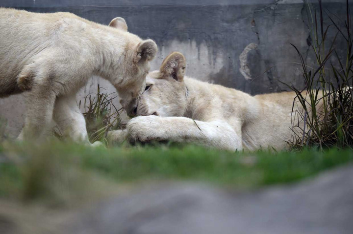 Singa yang masing-masing berumur empat dan enam bulan yang lahir di Kebun Binatang Altiplano di Tlaxcala, Meksiko tersebut, dibawa ke Kebun Binatang Huachipa sebagai bagian dari program pertukaran. Kebun Binatang Huachipa menerima kedua singa putih tersebut dengan imbalan beberapa penguin Humboldt.