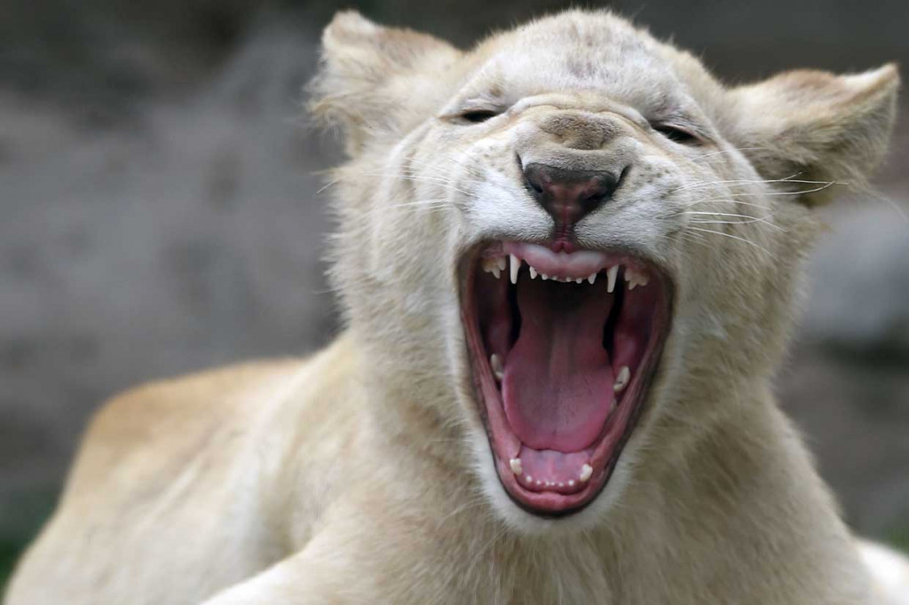 Singa putih bukan albino, tetapi warna mereka yang unik adalah karena varian gen yang juga ditemukan pada harimau putih. Spesies ini sangat langka dan terancam punah.