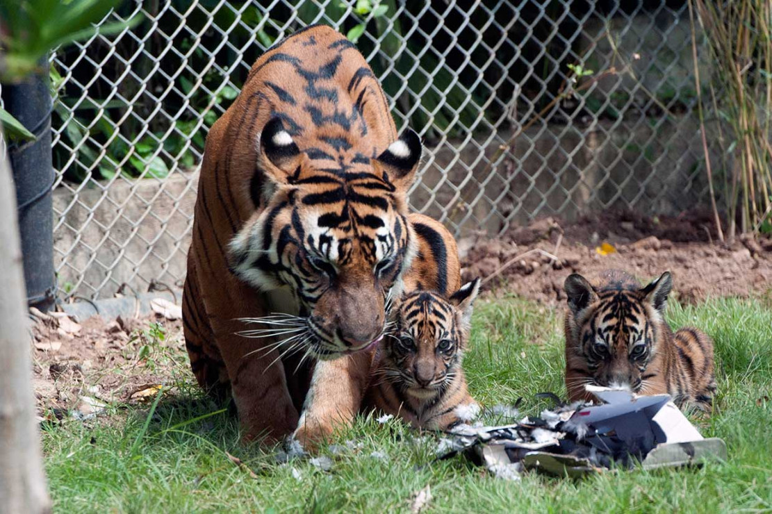 Bali Zoo Berhasil Kembangbiakkan Harimau Sumatra - Medcom.id