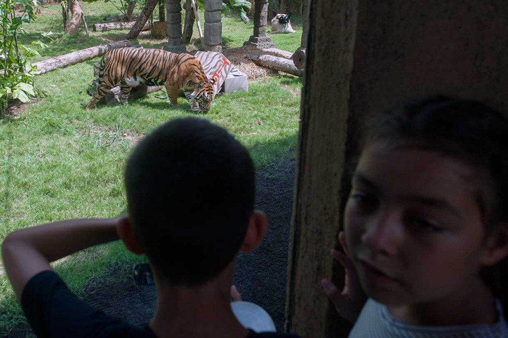 Anak harimau yang lahir melalui proses kelahiran normal itu juga sudah dipasangi microchip oleh Tim Badan Konservasi Sumber Daya Alam (BKSDA) Bali beserta Tim Konservasi Wilayah II Gianyar.