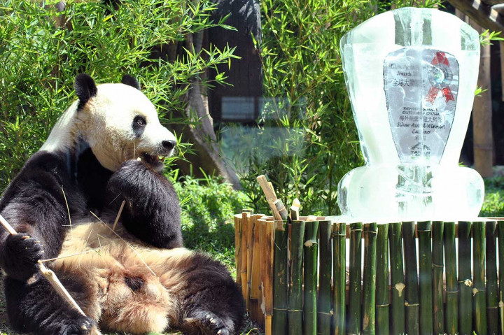 Giant panda Cai Mao memperoleh penghargaan sebagai panda terfavorit yang berada di luar Tiongkok oleh Giant Panda Global.