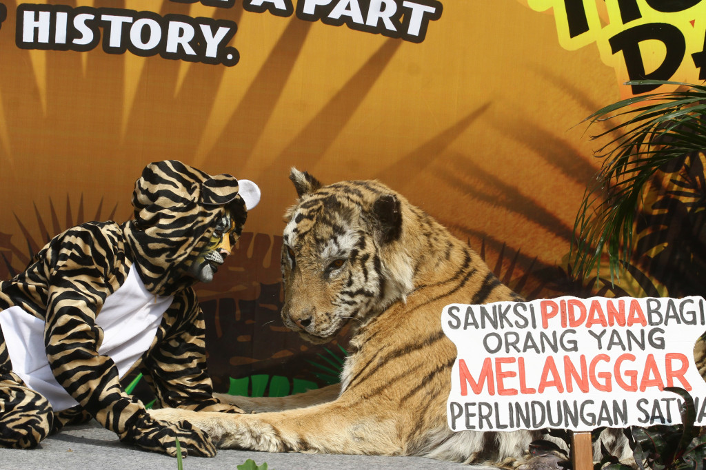 Relawan berkostum harimau melakukan aksi teaterikal dalam Peringatan Hari Harimau Sedunia di Batu Secret Zoo, Jawa Timur. Kegiatan tersebut merupakan upaya menggugah kepedulian masyarakat terhadap kelangsungan hidup harimau Sumatra dengan turut menjaga hutan sebagai habitatnya serta melawan perburuan liar. Antara Foto/Ari Bowo Sucipto
