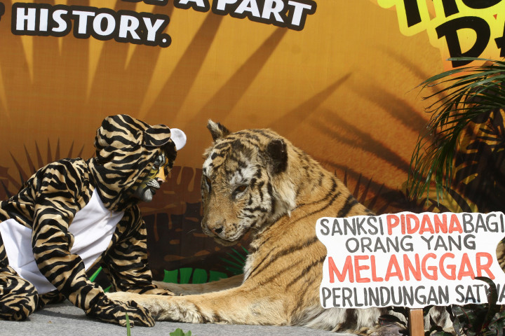 Relawan berkostum harimau melakukan aksi teaterikal dalam Peringatan Hari Harimau Sedunia di Batu Secret Zoo, Jawa Timur. Kegiatan tersebut merupakan upaya menggugah kepedulian masyarakat terhadap kelangsungan hidup harimau Sumatra dengan turut menjaga hutan sebagai habitatnya serta melawan perburuan liar. Antara Foto/Ari Bowo Sucipto