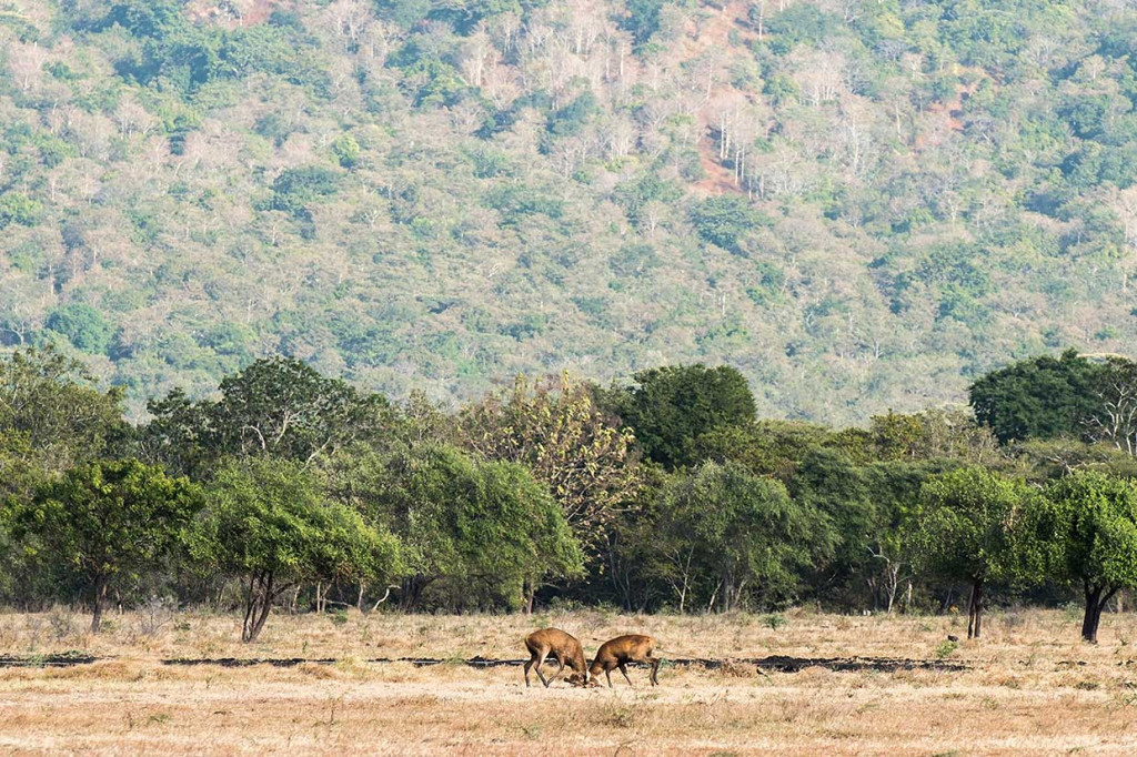 Suasana tersebut akrab terasa saat memasuki Taman Nasional Baluran (TNB) di perbatasan Banyuwangi-Situbondo, Jawa Timur. Perjalanan menuju padang Sabana dari pintu masuk memiliki panjang kurang lebih 12 kilometer dengan kondisi jalan kecil dan cukup rusak dan memerlukan waktu lebih banyak.