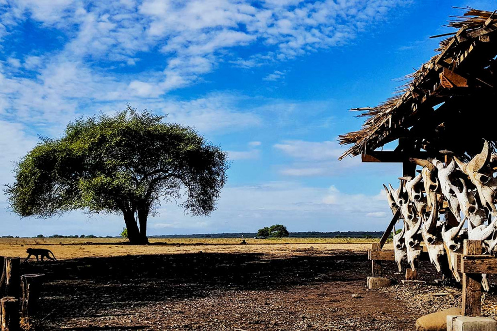Namun perjalanan yang panjang dapat tergantikan dengan pemandangan hamparan sabana alami khas Baluran. Sepanjang jalan di Taman Nasional Baluran (TNB) terhampar dua padang sabana yang sangat luas.