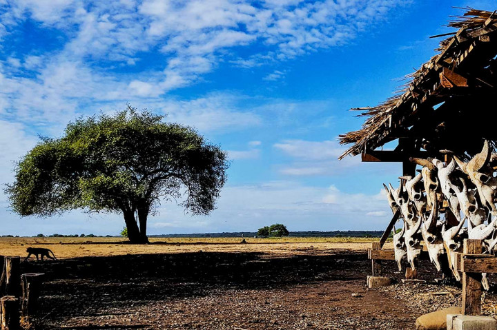 Namun perjalanan yang panjang dapat tergantikan dengan pemandangan hamparan sabana alami khas Baluran. Sepanjang jalan di Taman Nasional Baluran (TNB) terhampar dua padang sabana yang sangat luas.