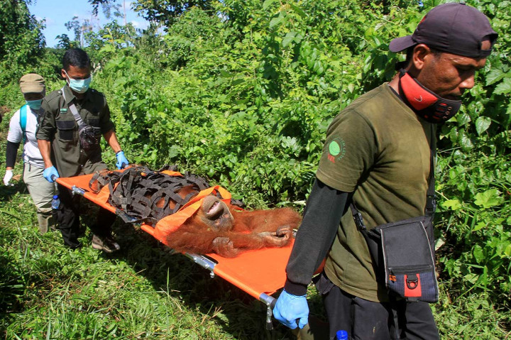 Orang utan betina yang diperkirakan berumur 15 tahun tersebut dievakuasi setelah terisolasi di perkebunan sawit warga.
