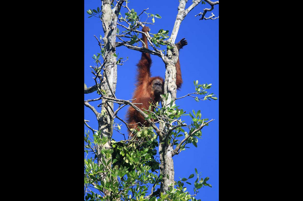 Orang Utan Dievakuasi dari Perkebunan di Aceh Barat Daya
Setelah dievakuasi, orang utan tersebut akan dilepasliarkan ke kawasan Re Introduksi Orangutan Sumatra Cagar Alam Janto, Kabupaten Aceh Besar, untuk direhabilitasi dan dikembalikan ke habitatnya.
