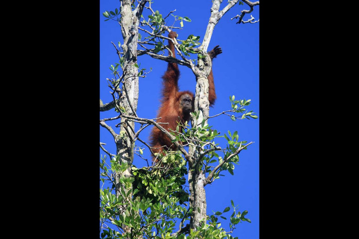Orang Utan Dievakuasi dari Perkebunan di Aceh Barat Daya
Setelah dievakuasi, orang utan tersebut akan dilepasliarkan ke kawasan Re Introduksi Orangutan Sumatra Cagar Alam Janto, Kabupaten Aceh Besar, untuk direhabilitasi dan dikembalikan ke habitatnya.