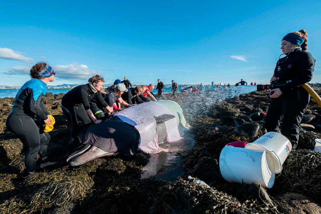 Penjaga pantai dan pecinta binatang tengah menyemprotkan air dan berusaha mengevakuasi seekor paus hidung botol yang terdampar di Pulau Engey, dekat  Reykjavik, Islandia, Kamis 16 Agustus 2018 waktu setempat.